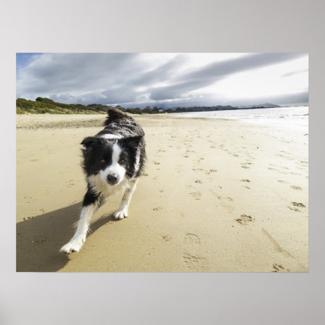 A Gräns Collie-Hund på stranden Poster (Framsidan)