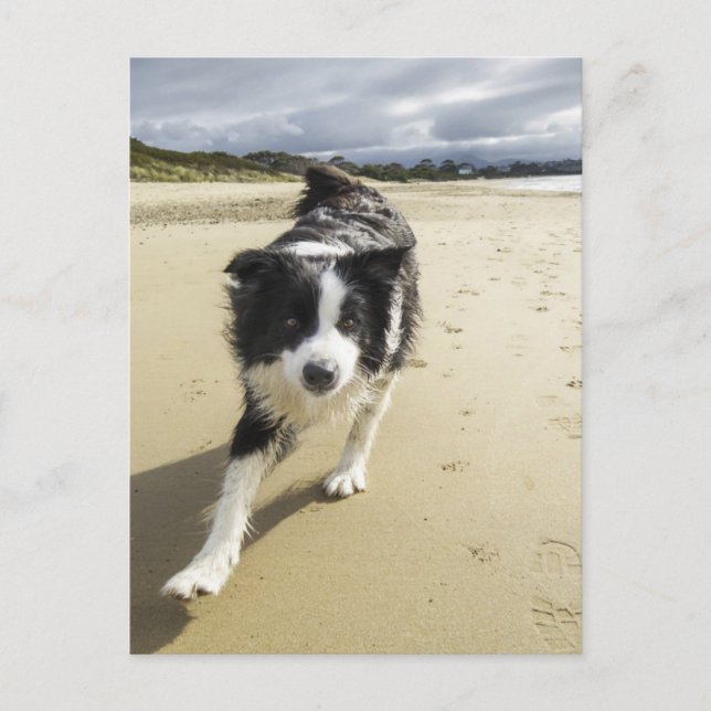 A Gräns Collie-Hund på stranden Vykort (Framsida)