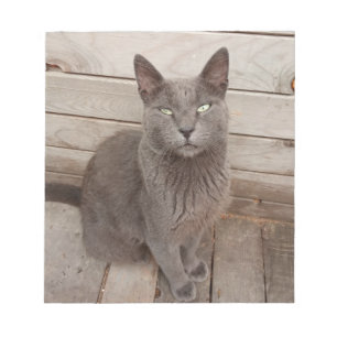 A Grått Noble Cat Anteckningsblock