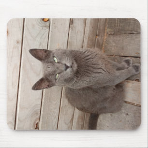 A Grått Noble Cat Musmatta
