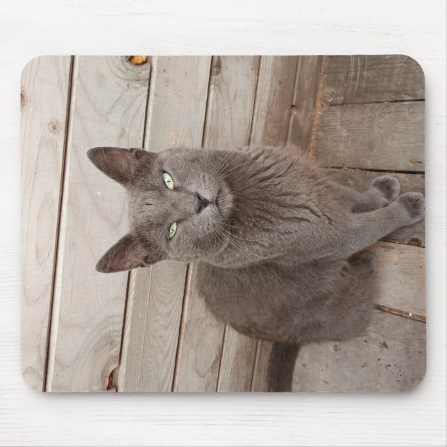 A Grått Noble Cat Musmatta (Framsidan)