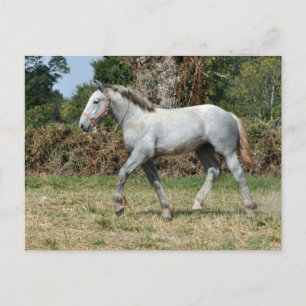 A grått Percheron-folie i Frankrike Vykort