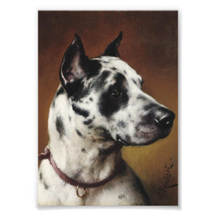 A Great dane Photo Fototryck