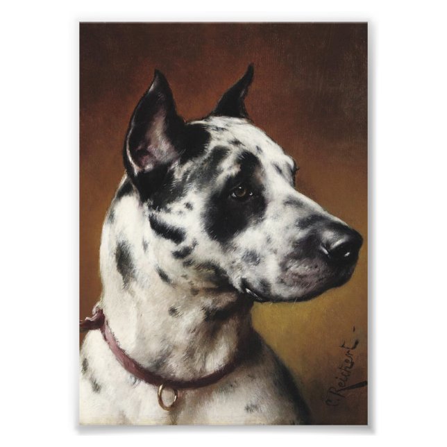 A Great dane Photo Fototryck (Framsidan)