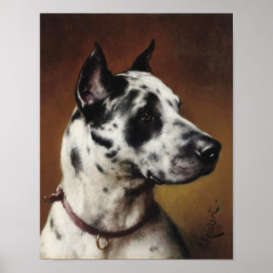 A Great dane Poster