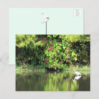 A Great Egret Fishing in the Swamp Helg Vykort