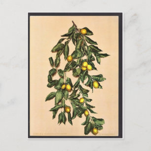 A gren av citroner, Limone, Garda, Sjö av, Italien Vykort