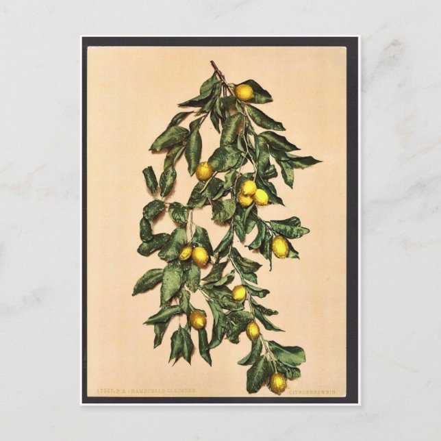 A gren av citroner, Limone, Garda, Sjö av, Italien Vykort (Framsida)