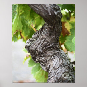 A gren av en mycket gammal vinranka med marmelad poster