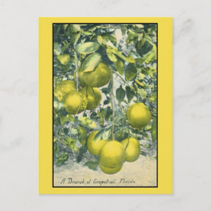 A Gren av Grapefruit, Florida Vykort