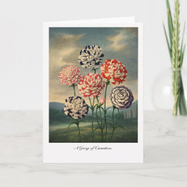 A Group of Carnations — Modern Botanical Reinterpr Kort