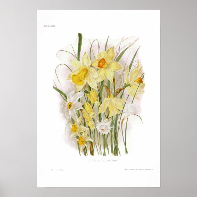A Group of Daffodils Poster (Framsidan)