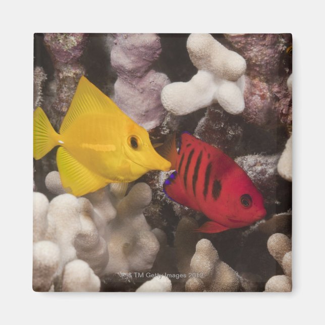 A Gult Tang Magnet (Framsidan)