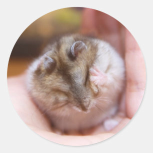 A Hamster Headache Runt Klistermärke
