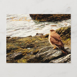 A hawk - Tierra del Fuego, Argentina Vykort