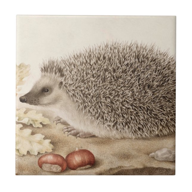 A Hedgehog in a Ligcape by Giovanna Garzoni Kakelplatta (Framsidan)