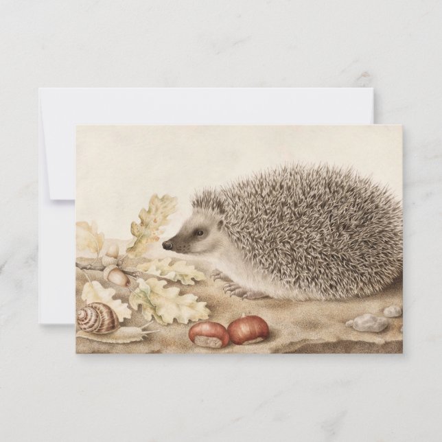 A Hedgehog in a Ligcape by Giovanna Garzoni Tack Kort (Framsida)
