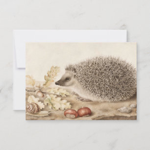 A Hedgehog in a Ligcape by Giovanna Garzoni Tack Kort