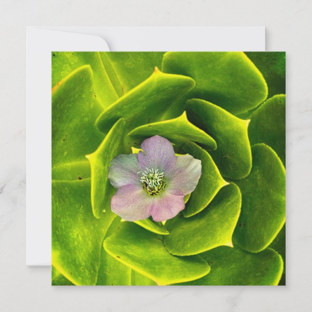 A Hellebore,  a Lenten Rose Tack Kort (Framsida)