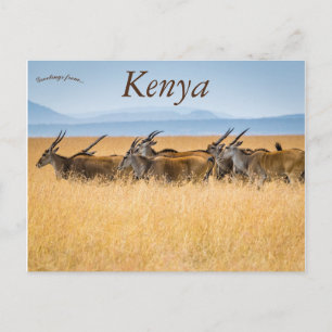 A Herd of Eland Maasai Mara National Reserve Kenya Vykort