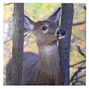 A HJORT i SKOGEN Kakelplatta