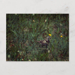 A Horned Lark Vykort