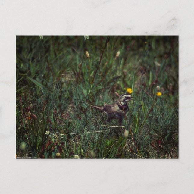 A Horned Lark Vykort (Framsida)