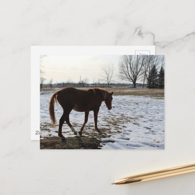A Horse in Winter Vykort (Fram/Back In Situ)