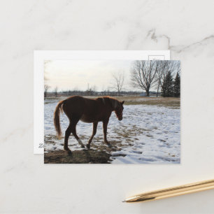 A Horse in Winter Vykort