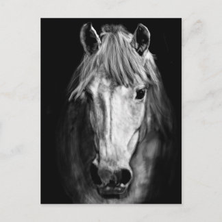 A Horse Kallas Elvis Vykort