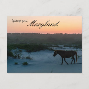 A Horse vid Sunset på Assateague Island Maryland Vykort
