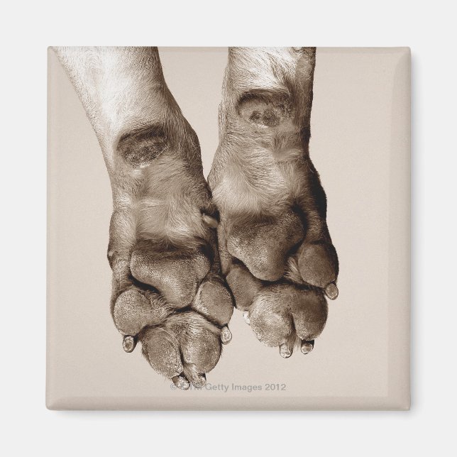 A HUNDAR TASS MAGNET (Framsidan)