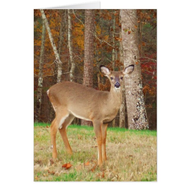 A Hunters Dream Hjort Hälsningskort (Framsidan)