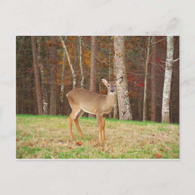 A Hunters Dream Hjort Vykort (Framsida)