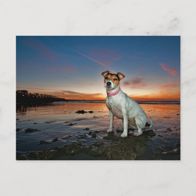 A Jack Russell Sitta Beach | Brighton Beach Vykort (Framsida)