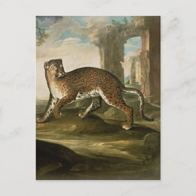 A Jaguar Vykort (Framsida)