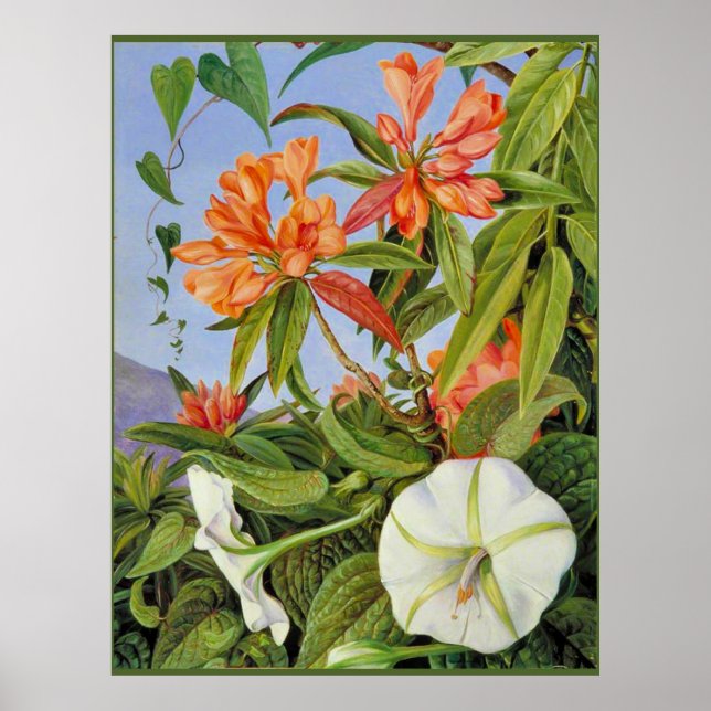 A Javan Rhododendrum och Ipomoea Poster (Framsidan)