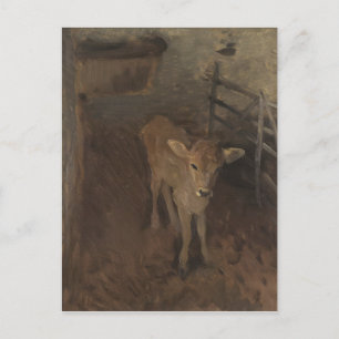 A Jersey Calf Vykort