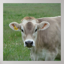 A Jersey Cow Poster