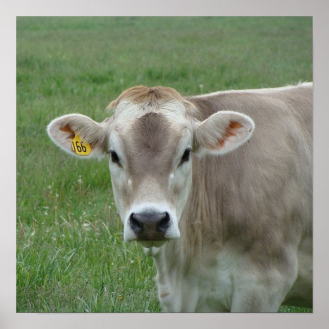 A Jersey Cow Poster (Framsidan)
