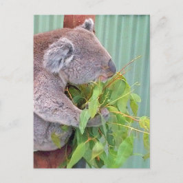 A Koala i Australiens vykort