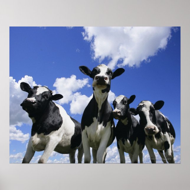 A kryp öga fyra unga kalvar poster (Framsidan)