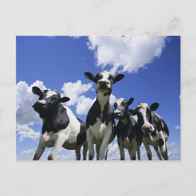 A kryp öga fyra unga kalvar vykort (Framsida)