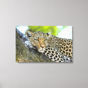 A Leopards Gaze Canvastryck