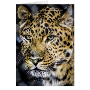 A Leopards Ögon OBS Kort