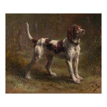 A Limier Briquet Hound