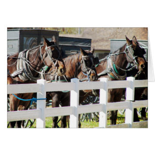 A Line of Amish Horses Hälsningskort