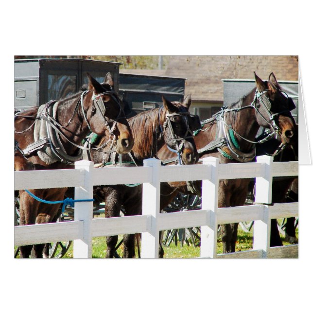A Line of Amish Horses Hälsningskort (Framsidan Horizontal)