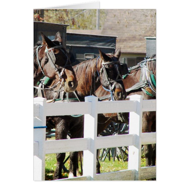 A Line of Amish Horses Hälsningskort (Framsidan)