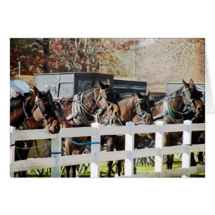 A Line of Amish Horses Hälsningskort